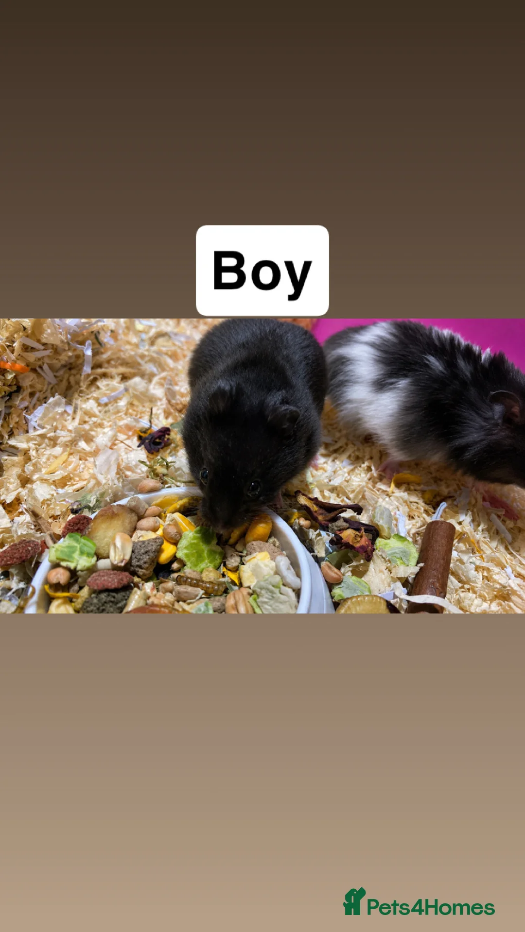 Hamster rodents for sale: Baby Syrian hamsters in Launceston - Advert 2