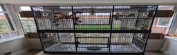 Budgerigars birds for sale: Budgies + Cage and Accessories - Advert 2