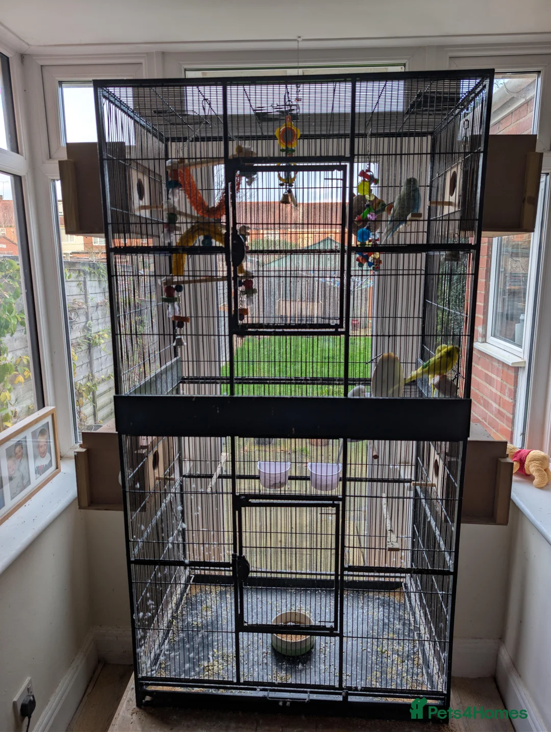 Budgerigars birds for sale: Budgies + Cage and Accessories - Advert 2