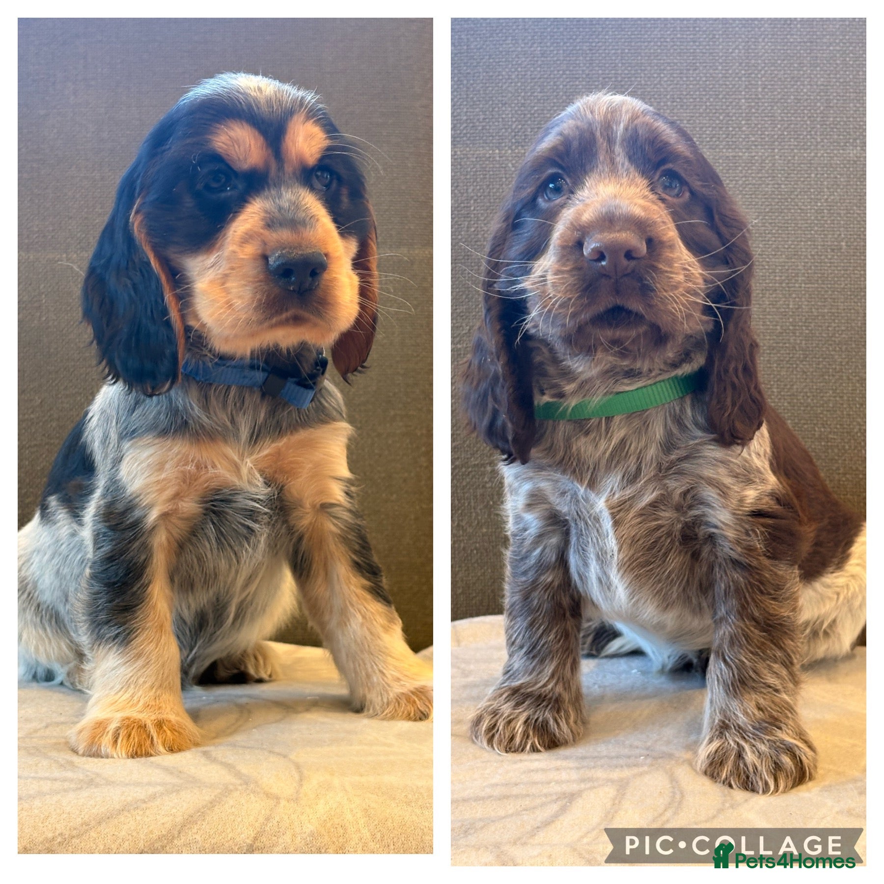 Cocker Spaniel dogs KC reg Show Type Cocker Spaniel pups DNA tested - Advert 1