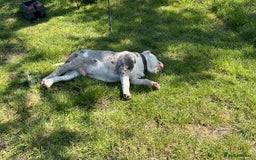 Dorset Olde Tyme Bulldogge dogs for sale: 11 month Old Tyne BullDog  - Image 7