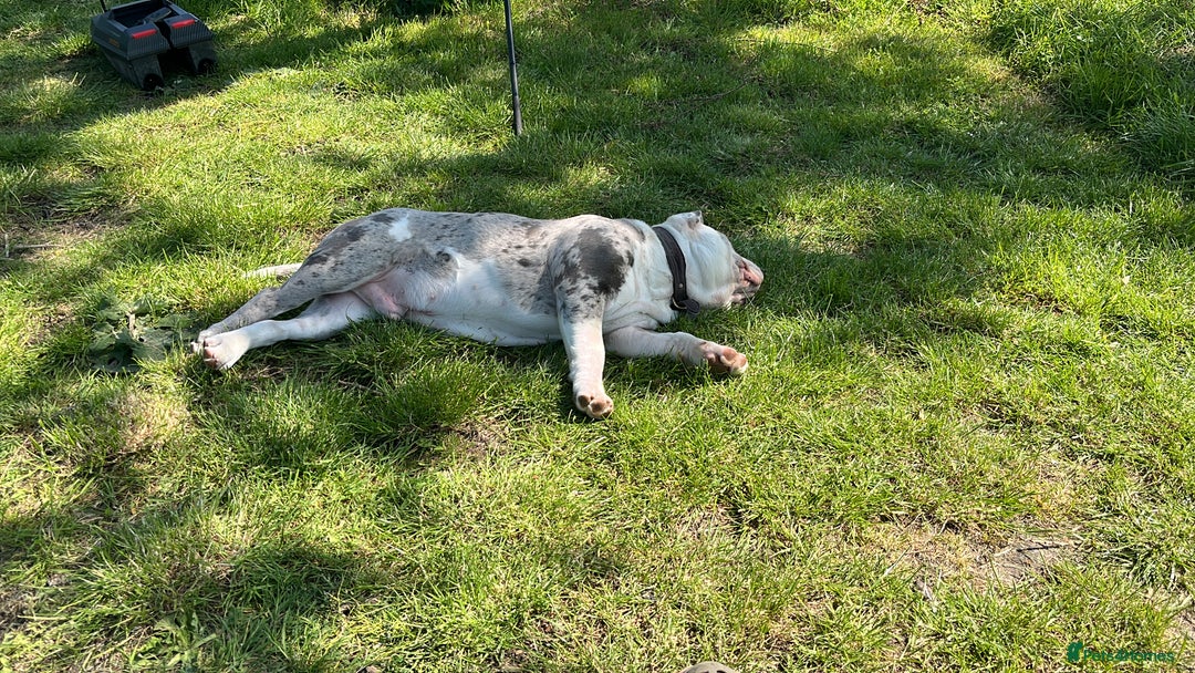 Dorset Olde Tyme Bulldogge dogs for sale: 11 month Old Tyne BullDog  - Image 7