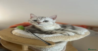 Scottish Fold cats in Reading - Advert 11
