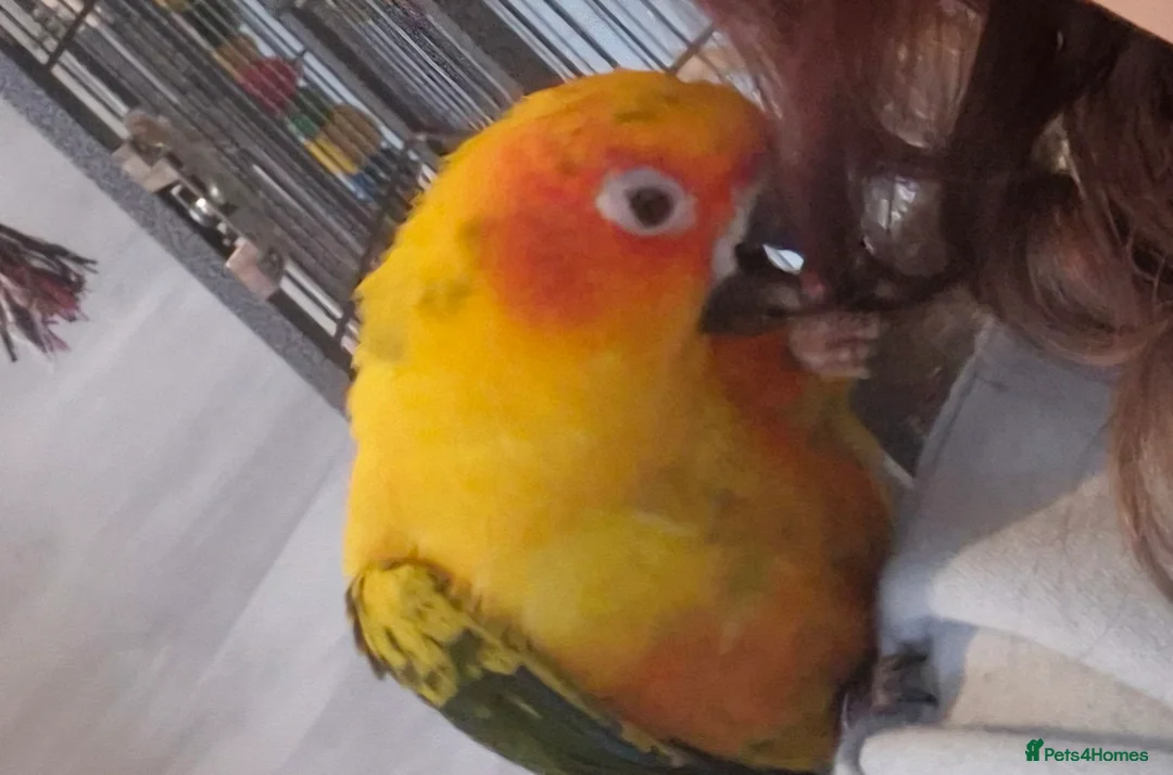 Conures birds for sale: Sun conure  - Advert 3