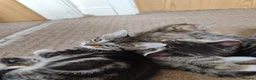 Mixed Breed cats for sale: Unique Tabby kittens   looking for a forever home  in Doncaster - Advert 19