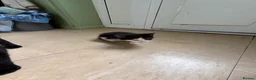 Mixed Breed cats for sale: Black kittens - Advert 4