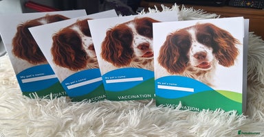 Miniature Poodle dogs - Advert 5