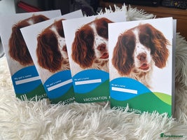 Miniature Poodle dogs - Advert 5