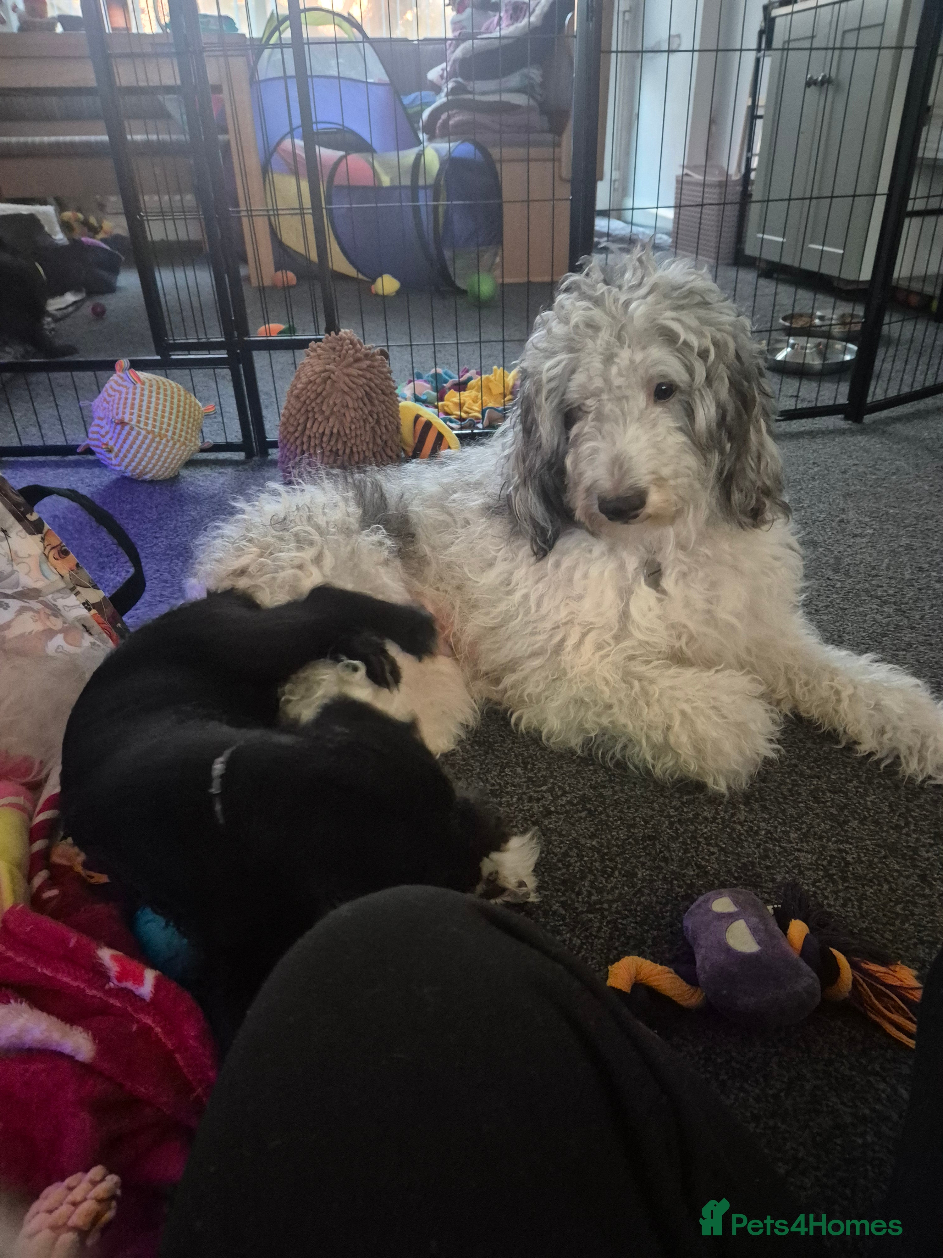 Mixed Breed dogs Labradoodle lurcher - Advert 1