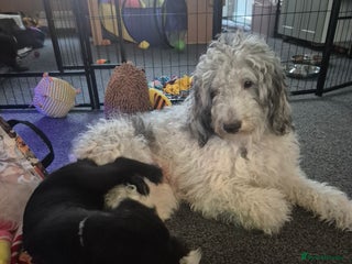 Mixed Breed dogs Labradoodle lurcher - Advert 1