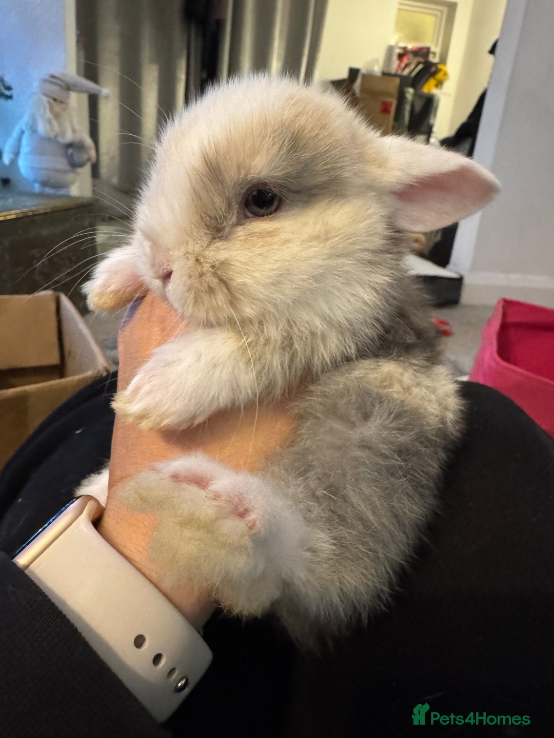 Mini Lop rabbits for sale: Mini lop baby bunnies  - Advert 3