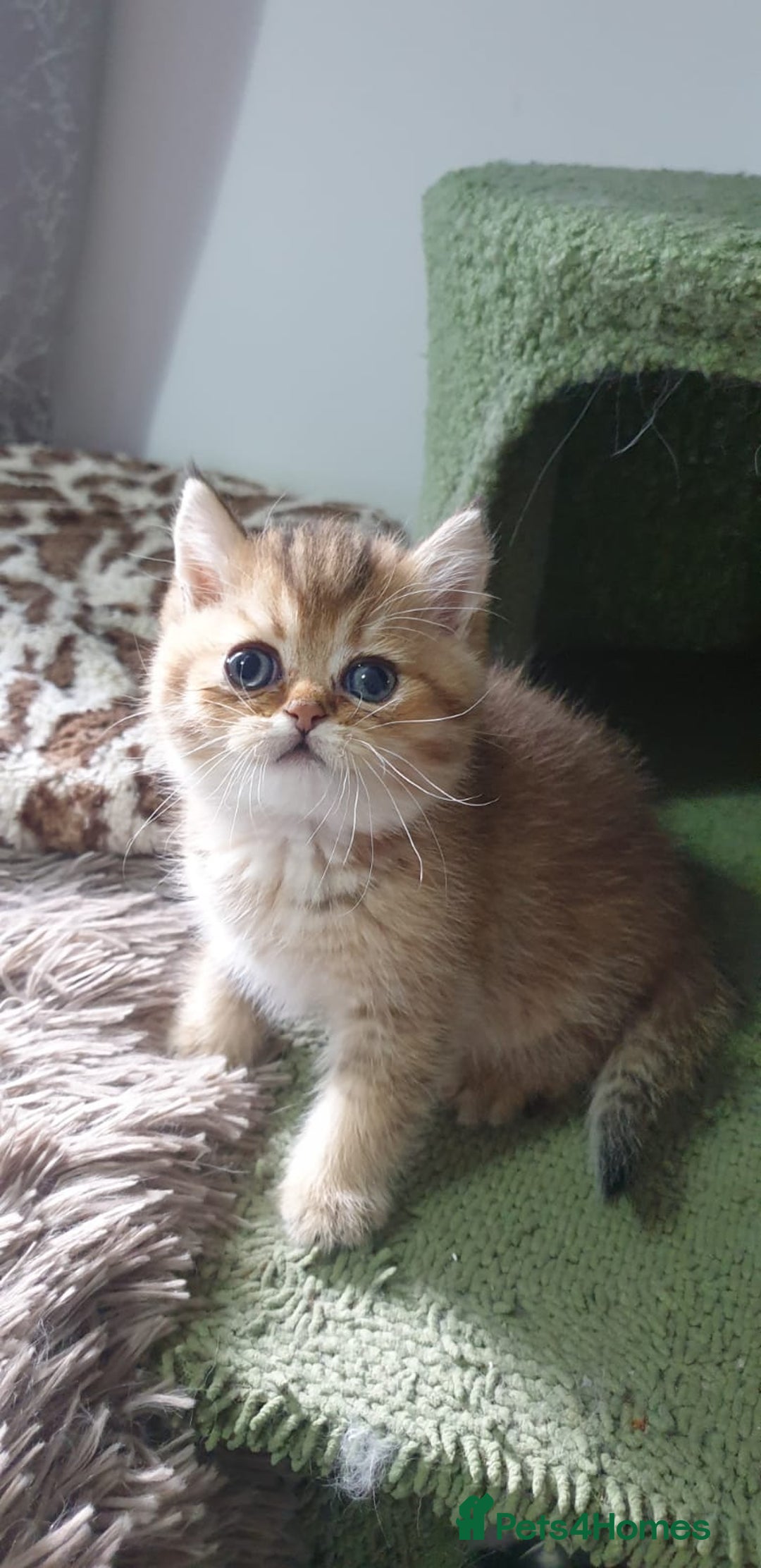 British Shorthair cats for sale: Stunning GCCF British Shorthair Kittens. - Image 20