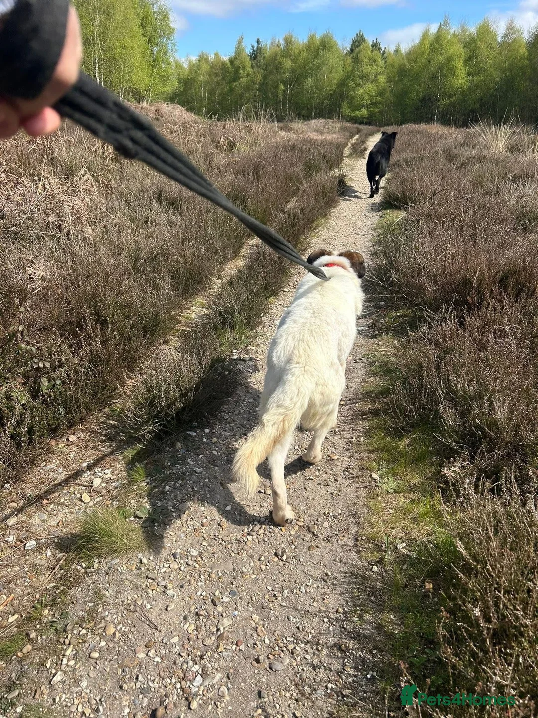 Mixed Breed dogs for adoption: Roger - Norwich Norfolk  in Norwich - Advert 11