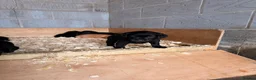 Labrador Retriever dogs for sale: Working Labrador Puppies - Advert 6