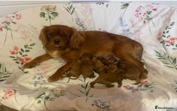Cavapoo dogs for sale: Stunning F1 Cavapoos kc reg parents  - Image 24