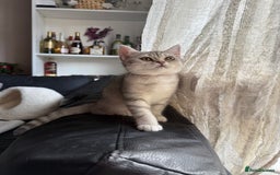 British Shorthair cats for sale: Pure British shorthair kittens for sale  - Image 9