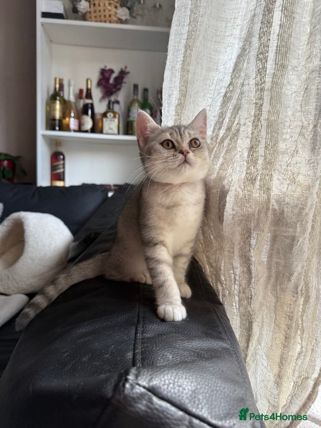 British Shorthair cats for sale: Pure British shorthair kittens for sale  - Image 9