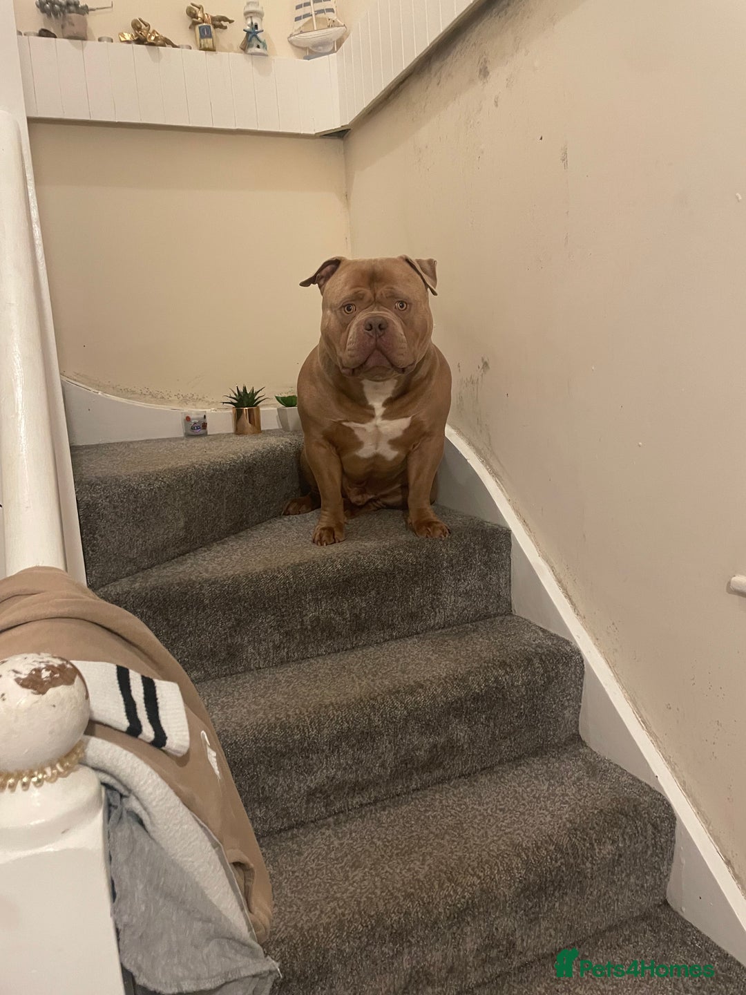 American Bully dogs for stud: Standard American bully available for stud  - Advert 2