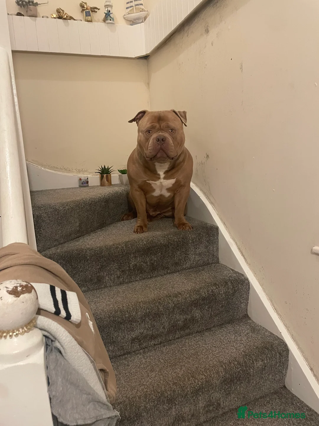 American Bully dogs for stud: Standard American bully available for stud  - Advert 2