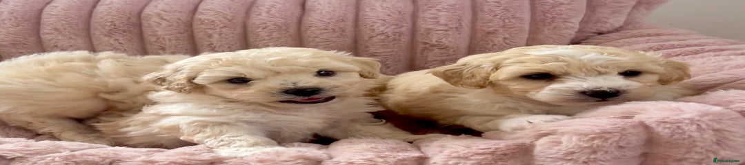 Poochon Puppy 4