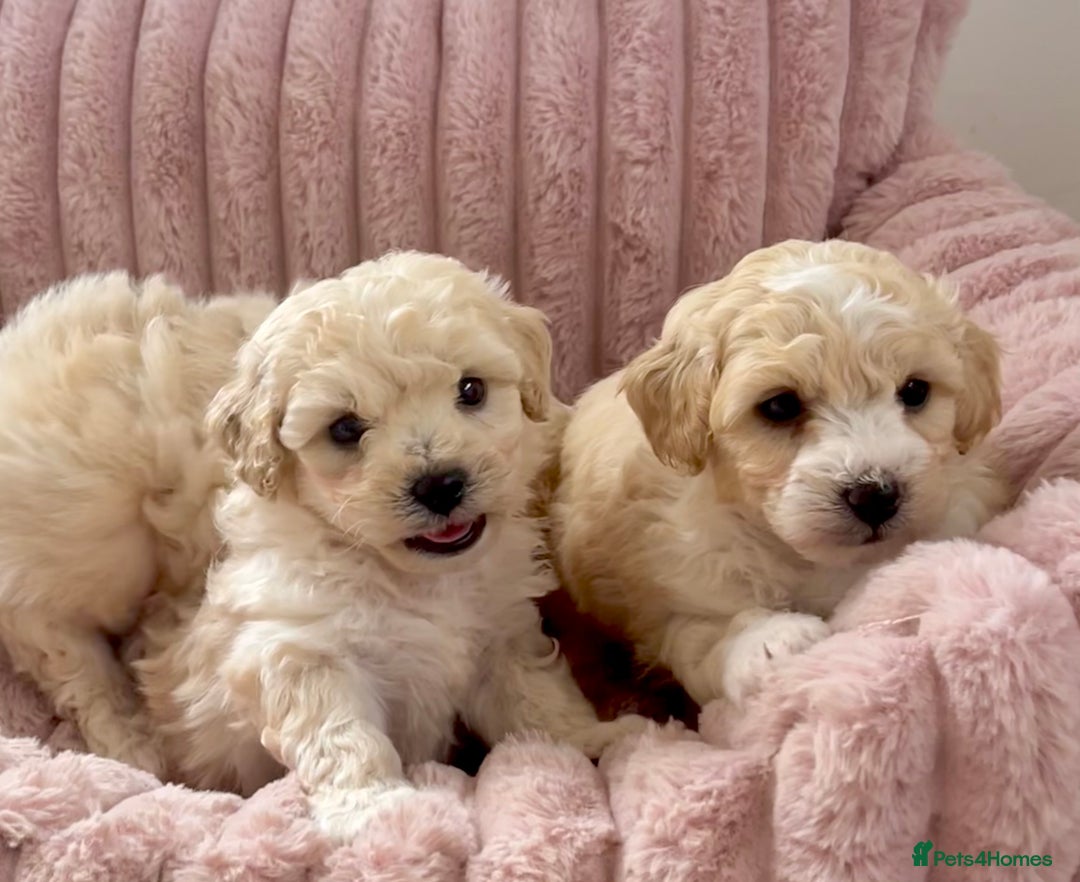 Poochon dogs for sale: F1 Poochon puppies  - Image 6