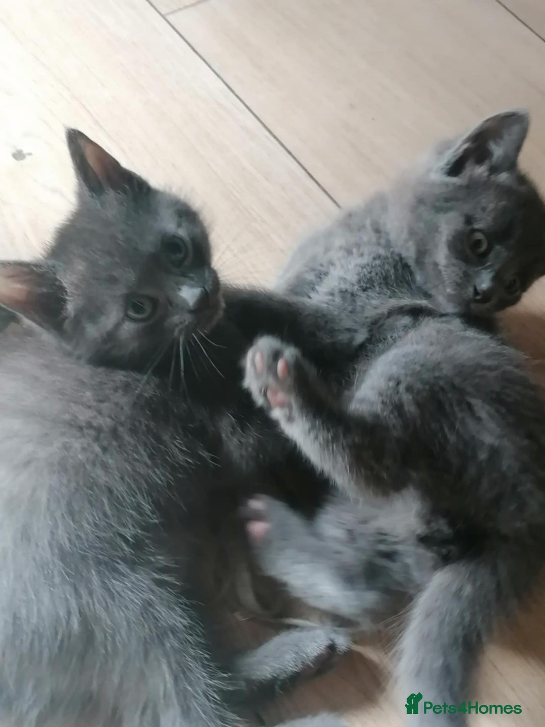 Mixed Breed cats for sale: Kittens - Image 3