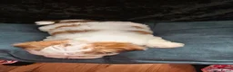 Morkie dogs for sale: Lovely pets - Advert 8