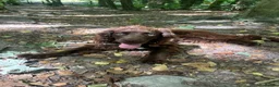 Cocker Spaniel dogs for sale: Female chocolate cocker  - Advert 2