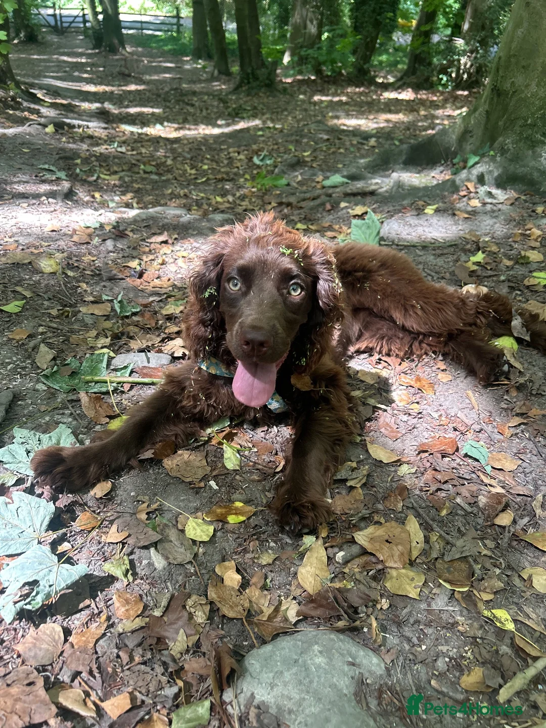 Cocker Spaniel dogs for sale: Female chocolate cocker  - Advert 2