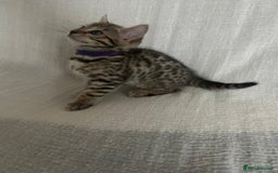 Bengal cats for sale: Beautiful Cross Bengal Kittens - Image 6