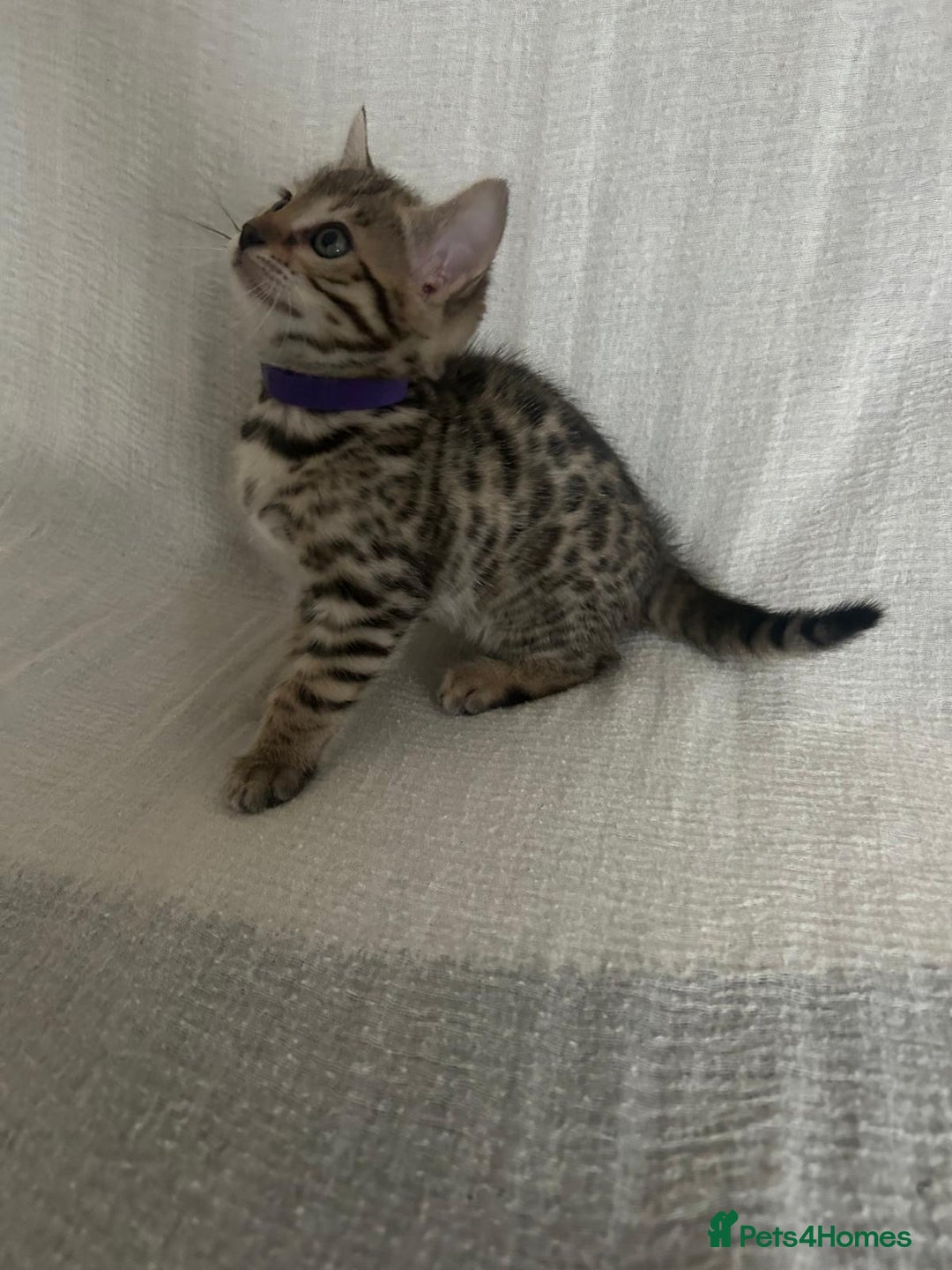 Bengal cats for sale: Beautiful Cross Bengal Kittens - Image 6