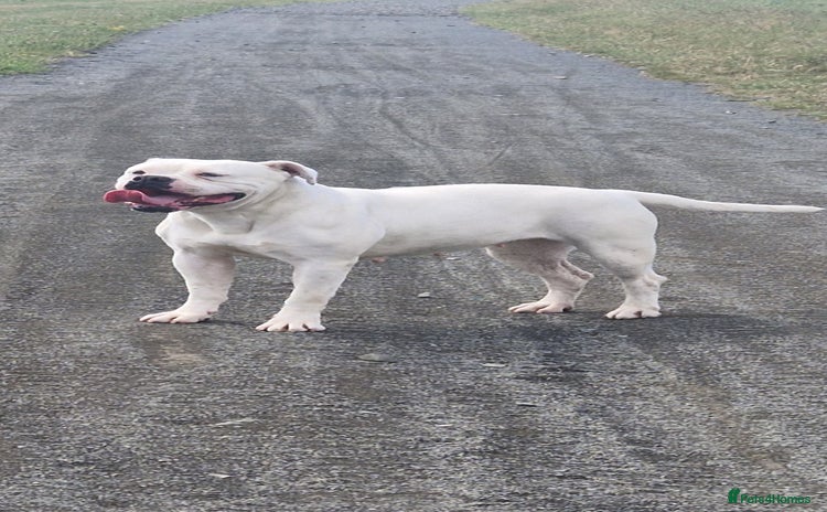 American Bulldog dogs - Advert 1