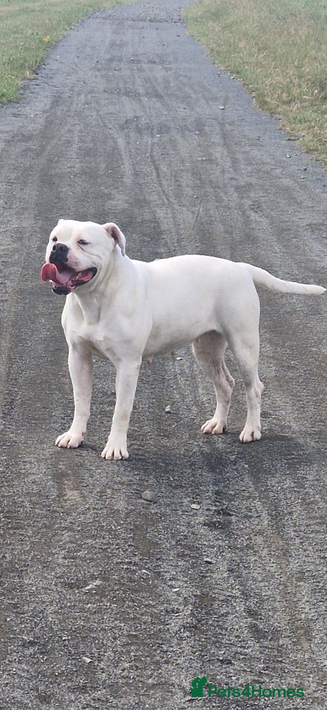 American Bulldog dogs for sale: American  bulldog  pups - Image 1