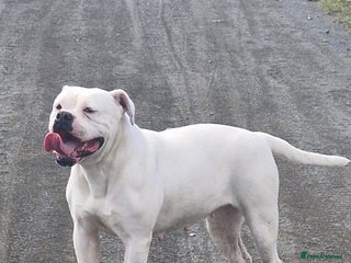 American Bulldog dogs - Advert 4