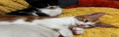 Domestic Shorthair Kitten 2