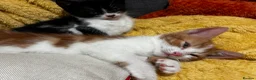 Domestic Shorthair cats for sale: Exceptionally friendly cute kittens for sale in Glasgow - Advert 3
