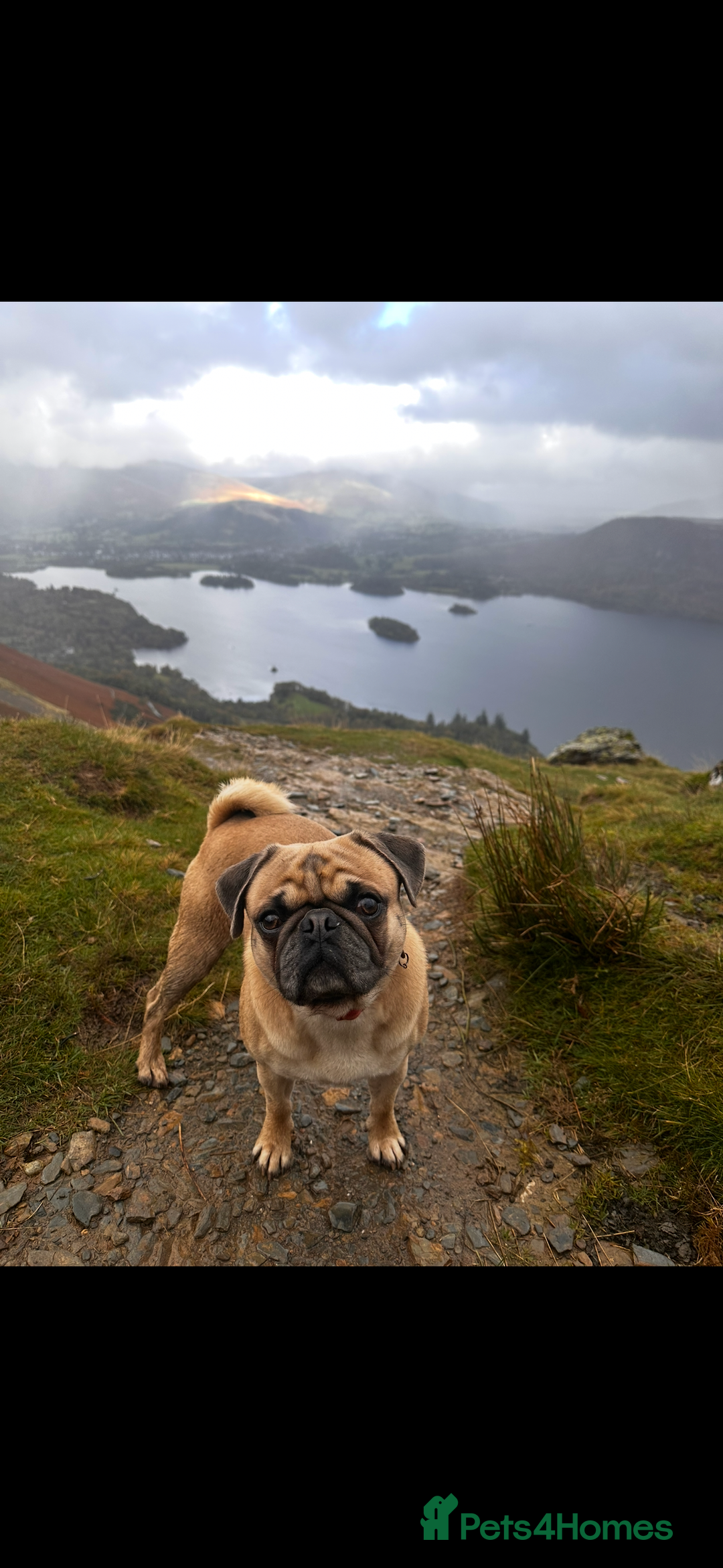 Pug dogs for stud: KC pug carrying choclate for stud - Advert 3