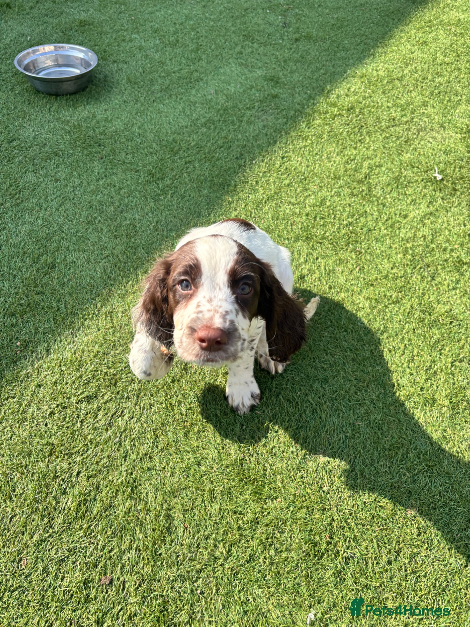 English Springer Spaniel dogs English springer spaniel puppies ready to go - Advert 1