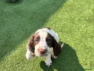 English Springer Spaniel dogs English springer spaniel puppies ready to go - Advert 1