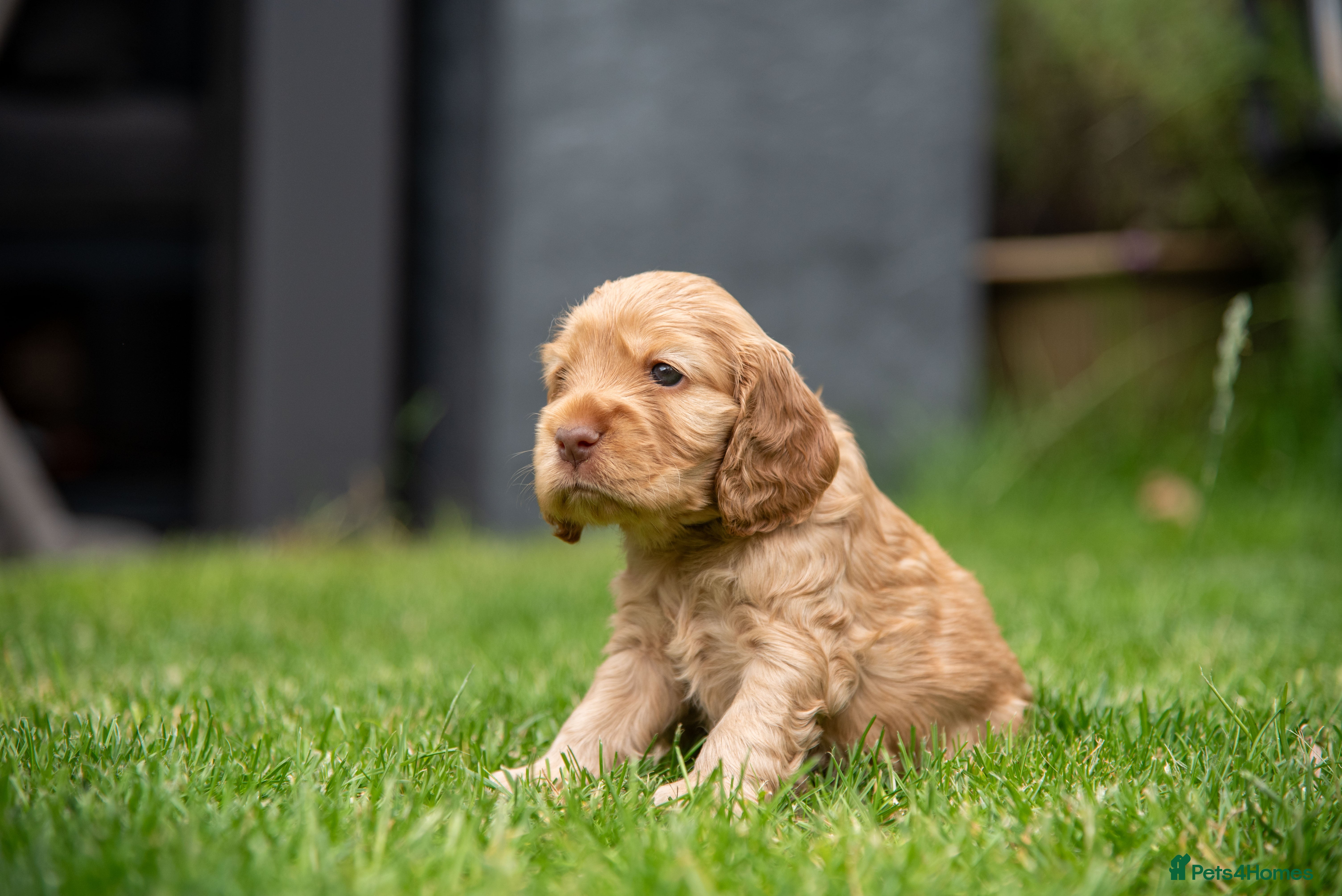 Cocker Spaniel dogs BEST LINES EASTDRAY X SIMBAWOOD STUNNING SHOW PUPS - Advert 2