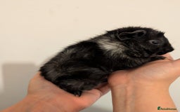 Guinea Pig rodents for sale: 3 x male guinea pigs  - Image 6