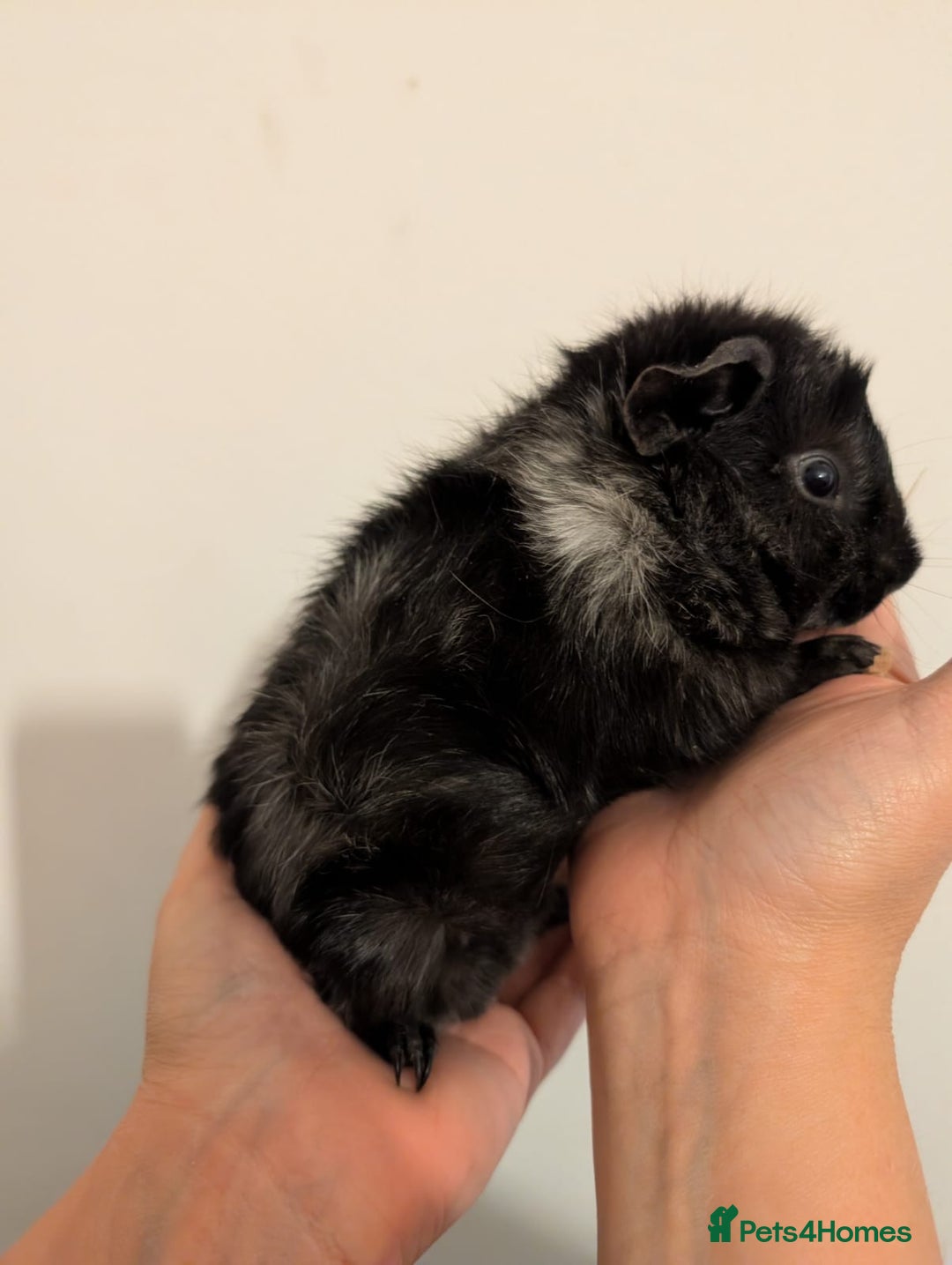 Guinea Pig rodents for sale: 3 x male guinea pigs  - Image 6