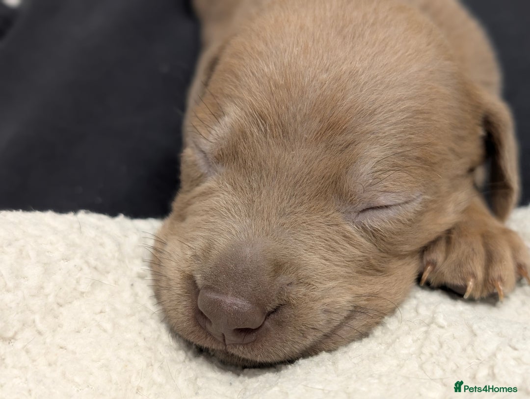 Mixed Breed dogs for sale: F1 MASTADOR PUPPIES FOR SALE  - Advert 10