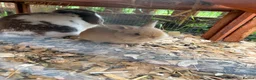 Mini Lop rabbits for sale: Beautiful Mini Lop - Advert 6