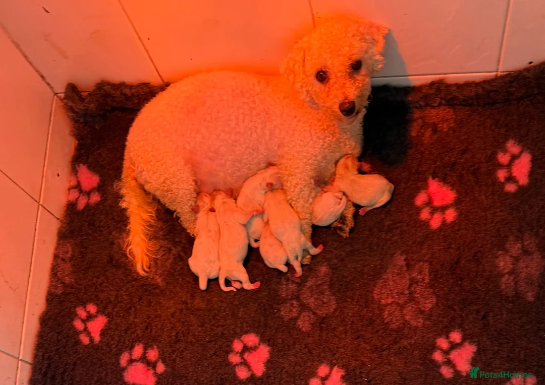 Cavachon dogs for sale: Stunning DNA Clear Cavachon Pups - Advert 3