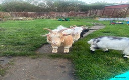 Goats livestock for sale: Loving goats looking for new pastures  - Image 1