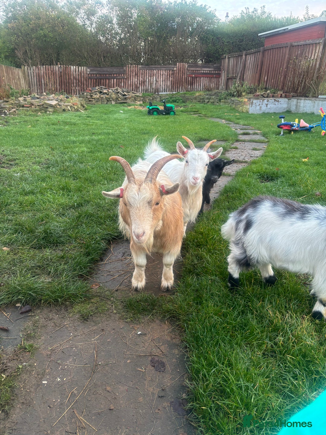 Goats livestock for sale: Loving goats looking for new pastures  - Image 1