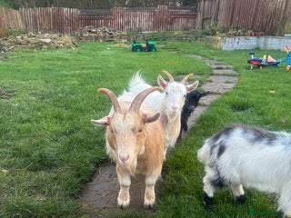 Goats livestock for sale - Advert 1