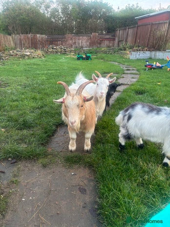 Goats livestock - Advert 1