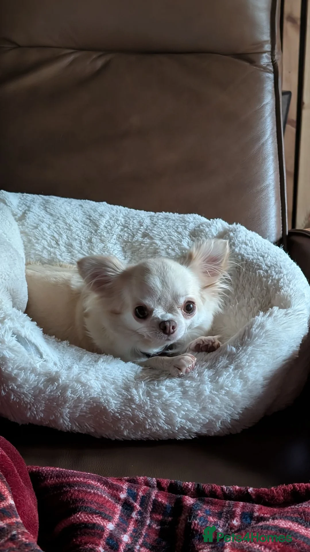 Chihuahua dogs for sale: Outstanding KC reg long haired chihuahuas - Advert 2